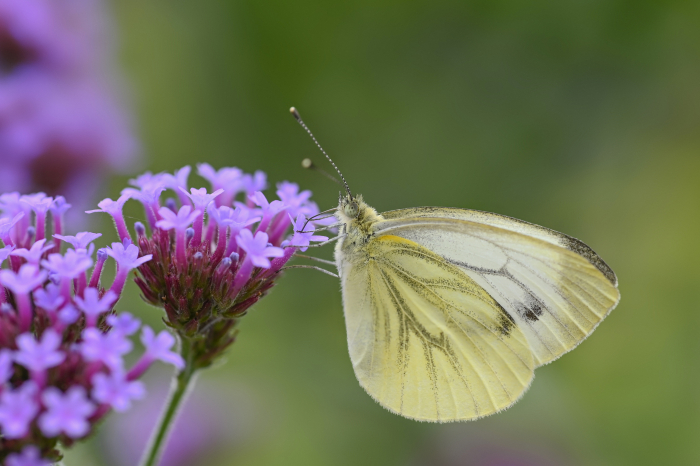Papillon - Piéride - Alimentation (Pieris napi) - gryphea.org